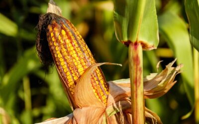 La nueva PAC, la presidencia de la UE y la consolidación de la ley de la cadena centran las prioridades de Agricultura, Pesca y Alimentación