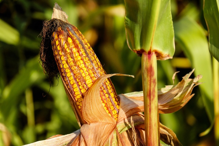 La nueva PAC, la presidencia de la UE y la consolidación de la ley de la cadena centran las prioridades de Agricultura, Pesca y Alimentación