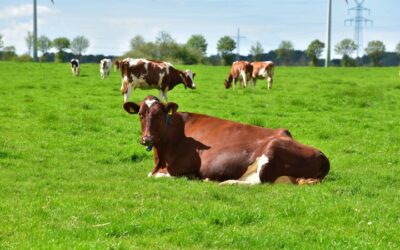 Ayudas directas en Asturias para apoyar a ganaderos y agricultores