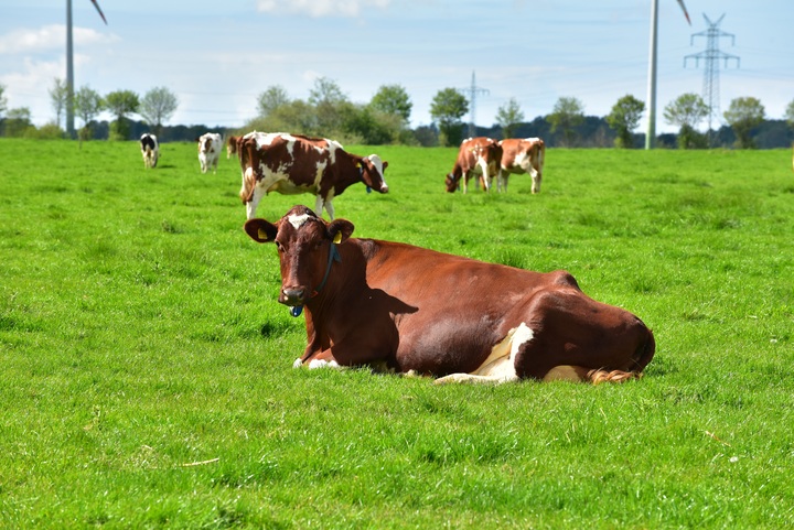 Ayudas directas en Asturias para apoyar a ganaderos y agricultores